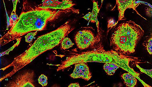 In vitro Zellkultur mit stimulierten Makrophagen
