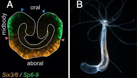 Der Beta-Catenin-Signalweg unterteilt die oral-aborale Achse der Seeanemone Nematostella vectensis in räumliche Domänen. A) Fluoreszenz-in-situ-Hybridisierung zeigt die Grenzen zwischen der oralen Domäne (ungefärbt), der Mittelkörperdomäne (gefärbt mit der Sp6-9-Sonde, grün) und der aboralen Domäne (gefärbt mit der Six3/6-Sonde, gelb) im Gastrula-Stadium Embryo der Seeanemone Nematostella vectensis. Die Grenzen der ektodermalen und der endodermalen Zellschicht sind weiß umrandet. Entsprechende Expressionsdomänengrenzen sind mit Pfeilspitzen derselben Farbe markiert. <img src='/images/emoticons/cool.png' title='B)' alt='B)' width='20' height='20' /> Juveniler Polyp von Nematostella vectensis in der gleichen Ausrichtung wie die Gastrula auf (A), wobei sich alle morphologischen Merkmale (z. B. Mund, Tentakel) an ihren richtigen Positionen entlang der oral-aboralen Achse entwickeln