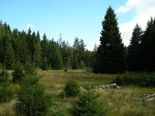 Das Schlöppnerbrunnen-Moor im bayerischen Fichtelgebirge