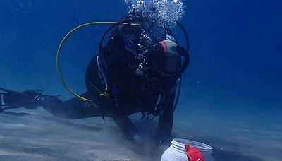 Seegraswiesen im Mittelmeer sind Hot Spots für die bis zu zwei Zentimeter großen Mondmuscheln