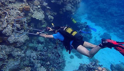 Die Transektmethode – im Bild Martin Zuschin – wendet das Forschungsteam auch bei rezenten Riffen an. Dazu geht es von Ägypten an die Küste des Sudan – und unter Wasser. 'Wir haben bereits viele Daten zur Artenzusammensetzung und zur Häufigkeitsverteilung der Korallenriffe erhoben – von jenen vor 125.000 Jahren und den heutigen. Diese Daten können wir dann gut statistisch miteinander vergleichen.'