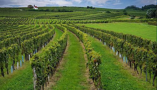 Der Wein-Herkunftsatlas zeigt das Weinbauland Österreich mit seinen über 27 Weinbaugebieten und 458 Weinbaugemeinden bis hin zu den mehr als 4.300 Einzellagen Österreichs – den so genannten 'Rieden'