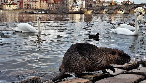 Nutrias fühlen sich auch vielerorts in Städten wohl – wie etwa hier neben der hochfrequentierten Karlsbrücke in Prag, wo sie zusammen mit den Wasservögeln reichlich gefüttert werden