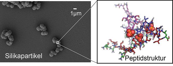 Links: Silikapartikel, die durch molekulare Schablonen aus Eiweiß in ca. 1 mikrometer große Kügelchen geformt wurden. Rechts: Eine Darstellung der Struktur der Eiweißschablonen im Inneren der Kügelchen.