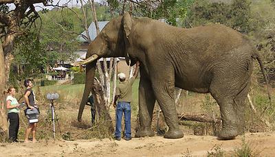 Elefantenforscherin Angela Stöger und ihr Kollege Anton Baotic bei der Aufnahme der Lautkommunikation der Elefanten