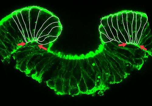 Frühes Stadium der Invagination des zukünftigen inneren Zellschicht, des Entoderms, während der Gastrulation. Das Bild zeigt die starke Verformung der Zellen am Gastrulationsrand