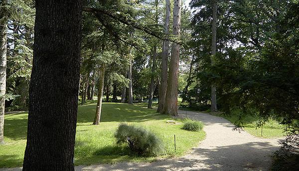 Im Bereich der Nadelholzgruppe wird Verena Weningers Skulptur Licht auf die wechselhafte Geschichte des Botanischen Gartens werfen