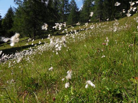 Moore gehören zu den besonders stark gefährdeten Lebensräumen in Österreich, aber auch weltweit. Im Bild die charakteristischen Fruchtstände von Wollgras.
