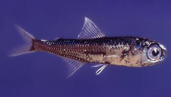 Abb. 1: Der Laternenfisch Myctophum punctatum