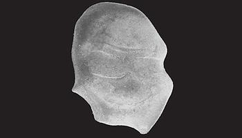 Abb. 3: Otolithen sind Gehörsteinchen in den Innenohren von Knochenfischen. Die Form der Otolithen ist spezifisch für jede Fischart, und ihre Größe spiegelt direkt die Größe des Fisches wider, von dem sie stammen.