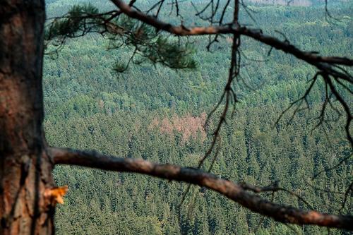 Wald