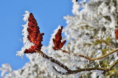 Frostschäden an Pflanzen