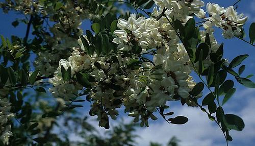 Die Robinie wurde aus den USA nach Österreich und in viele Länder Europas eingeführt. Sie beeinträchtigt artenreiche Blumenwiesen und trägt zur floristischen Vereinheitlichung bei.