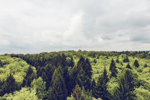 Die Renaturierung von Wäldern ist zentral für die Bekämpfung der Erderhitzung und den Schutz der Biodiversität