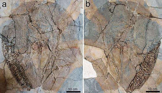 Eines der drei Fossilien von Lessiniabatis aenigmatica (MNHN F.Bol.566) aus der berühmten Fossilfundstelle von Monte Bolca (Italien), das als Platte und Gegenplatte erhalten ist. Das Exemplar befindet sich im Museum National d’Histoire Naturelle of Paris