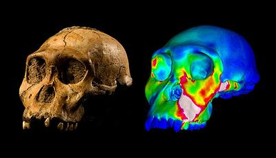 Der fossile Schädel des Australopithecus sediba Fundes MH1 und ein Finite Elemente Modell des Schädels, das die Belastung während des Beißens auf die Vormahlzähne zeigt. 'Warme' Farben zeigen Regionen unter hoher Belastung an, 'kühle' Farben jene Regionen unter schwacher Belastung