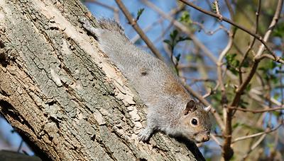 nordamerikanisches graues Eichhörnchen