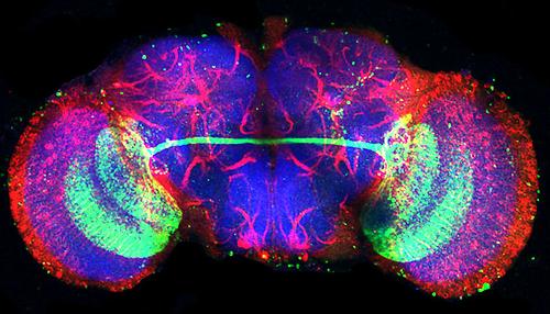 Das Gehirn von Drosophila besitzt ca. 100.000 Nervenzellen, die in komplexen Netzwerken miteinander verschaltet sind. In den beiden Gehirnhälften gibt es eine Vielzahl von Nervennetzen (rot), die über spezielle Kommissurenbahnen (grün) miteinander verbunden sind. Bei einer Mutation in den Gen L1CAM bilden sich diese Kommissuren nicht mehr aus und die Kommunikation zwischen linker und rechter Gehirnhälfte ist unterbrochen