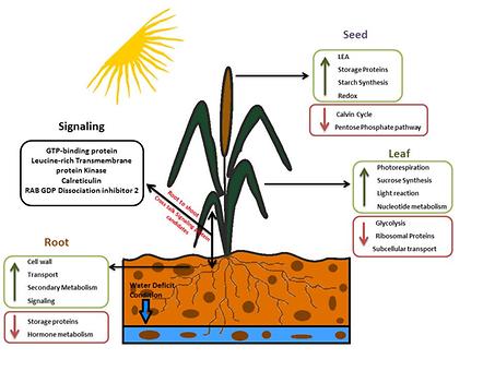 Molekularphysiologisches Modell der Trockenresistenz von Perlhirse - adaptiert von Ghatak et al. 2016, Foto: MOSYS