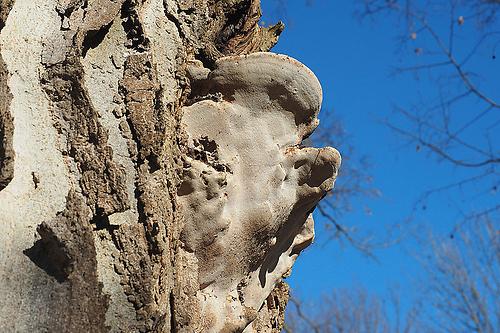 Der Eschenbaumschwamm hat sich am amerikanischen Zürgelbaum im Botanischen Garten breit gemacht. Nun muss der Baum gefällt werden