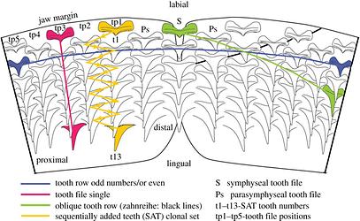 Schematische Darstellung der alternierenden Zahnanordnung bei einem Hai