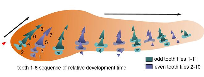 Schematische Darstellung des linken Unterkiefers eines Meerengels mit der ersten, embryonalen, alternierender Zahnentwicklung
