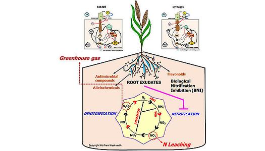 Biologische Nitrifikationshemmung (BNI) durch Wurzelexudate beeinflusst positiv den Stickstoffzyklus und verbessert die Stickstoffnutzungseffizienz der Pflanze. Diese Prozesse können zu einer ökologischeren Landwirtschaftspraxis mit weniger Stickstoffdünger und weniger Emmission von Klimagasen führen. Interessanterweise zeigen unterschiedliche Sorten von Perhirse auch unterschiedliche BNI Aktivitäten, was auch in der landwirtschaftlichen Praxis genutzt werden kann.
