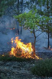 Waldbrand (Bodenfeuer)