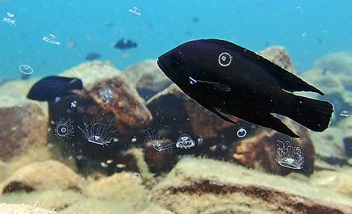 Quallenblüte im Buntbarsch-Territorium: ForscherInnen der Uni Graz analysieren erstmals die Auswirkungen der Nesseltier-Invasion auf das Verhalten der Fische