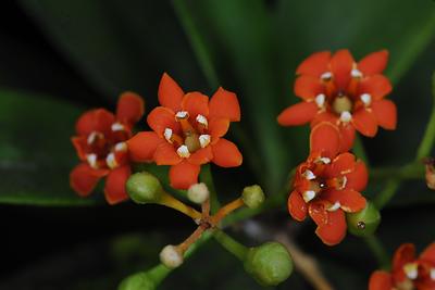 Jacquinia aurantiaca