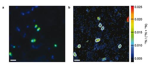 Einzelzell-Aufnahmen von Ammoniak-oxidierenden Archaeen in der Umwelt: (a) zeigt Ammoniak-oxidierende Archaeen (grün) und andere Mikroorganismen (blau); (b) zeigt die Cyanat-Aufnahme der einzelnen Zellen. Das kann mittels NanoSIMS analysiert werden, eine Technologie, die detaillierte Einblicke in die Aktivität einzelner Zellen erlaubt. Ammoniak-oxidierende Archeen sind durch weiße Linien markiert. Die Maßstableiste zeigt 1 µm