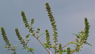 Blühende Ragweed-Pflanze
