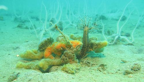 Tiergemeinschaft mit Schwämmen, Seegurke und Kammmuschel, im Hintergrund Schlangensterne beim Planktonfressen