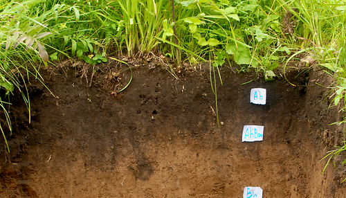 Bei der mikrobiellen Zersetzung toter Biomasse verbleibt ein Teil des Kohlenstoffs im Boden, wo er dann für sehr lange Zeiträume gebunden sein kann
