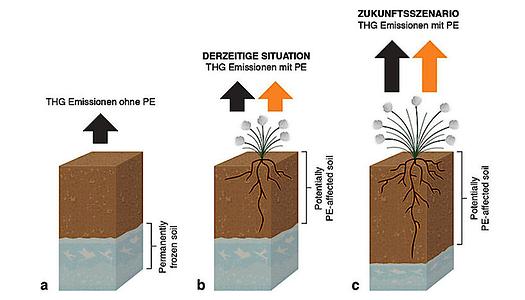 Der Priming Effect (PE). (a) Treibhausgas (THG) Emissionen aus Permafrostböden ohne Priming Effekt; (b) THG Emissionen aus Permafrostböden mit Priming Effekt unter den derzeitgen klimatischen Bedingungen; (c) Zukunftsszenario (Klimaerwärmung): schneller wachsende Pflanzen; tieferes Auftauen der Permafrostböden im Sommer; tiefere Wurzeln.