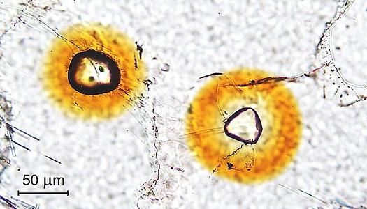 Dünnschliff-Bild (Durchlicht) eines Cordierit-Kristalls mit zwei eingewachsenen Monazit-Körnchen. Die von den Monaziten emittierten Alpha-Partikel haben im umgebenden Cordierit Strahlenschäden erzeugt, welche zu einer gelben Eigenfarbe dieses Minerals führen. Die Monazite selbst sind nur moderat strahlengeschädigt