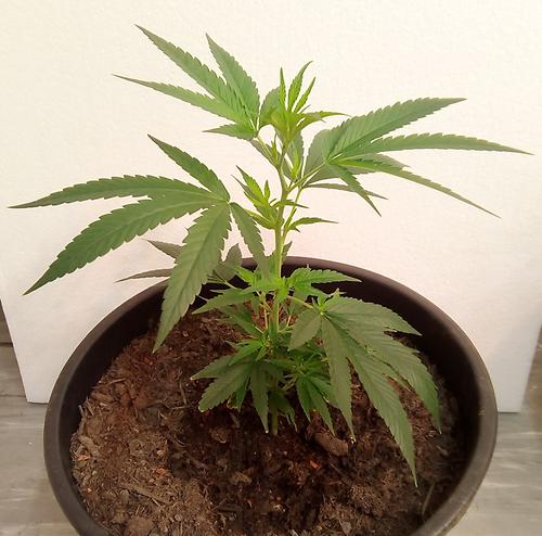 Cannabis sativa