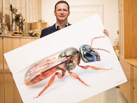 Der Grazer Zoologe Manfred Hartbauer hat einen Algorithmus zur Bildoptimierung entwickelt. Als Vorbild dienten ihm dabei nachtaktive Bienen., Foto: Uni Graz/Tzivanopoulos