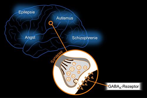 Schematische Lage der GABAA-Rezeptoren in den Synapsen des Menschen