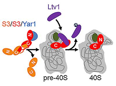 Das Protein Rps3 (l.) wird in zwei Schritten in den Zellkern eingebaut: Den genauen Mechanismus haben ForscherInnen der Uni Graz nun entschlüsselt