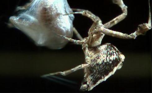 Uloborus plumipes spinnt Beute ein