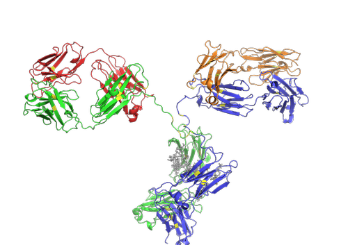 Dem Forschungsteam rund um Steinkellner gelang es jetzt, einen monoklonale Antikörper vom Typ IgG3 im Labor herzustellen.