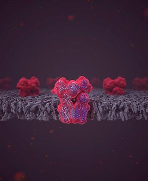 Das Enzym Transhydrogenase (NNT), eingebettet in die Lipiddoppelschicht der Mitochondrienmembran