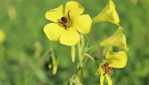 Oxalis pes-caprae oder auch Nickender Sauerklee ist heimisch in Südafrika. Er wurde for allem als Bienenweide für die Honigproduktion und als Zierpflanze in viele Regionen eingeführt. Heutzutage findet man ihn weltweit, wie zum Beispiel hier auf der Insel Kreta, Griechenland.