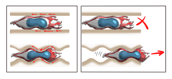 Illustration einer Leukozyte, die sich ohne transmembrane Kraftübertragung durch einen Kanal mit glatter und unebener Wandoberfläche bewegt (grau: Zytoplasma, blau: Zellkern, rot: Zytoskelett). In beiden Fällen (glatt und uneben) findet schneller retrograder Aktinfluss (rote Pfeile) vom vorderen zum hinteren Zellende statt. Der Fluss erzeugt jedoch nur im unebenen Kanal die erforderlichen Kräfte auf die Kanalwände, um die Zelle voranzutreiben (rechte Bildhälfte, unten).