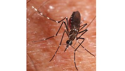 Der aus Ostasien stammende Tigermoskito kommt seit einigen Jahren auch in Österreich eingeschleppt vor. Er überträgt gefährliche Infektionskrankheiten wie Dengue-Fieber und Zika