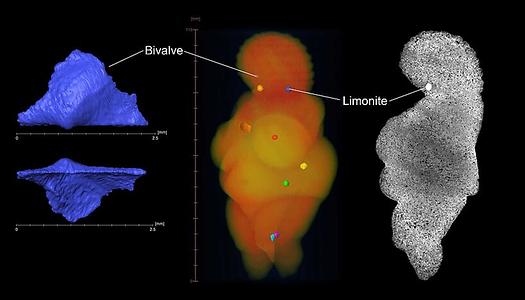 Bilder aus der Mikro-Computer-Tomographie der Venus. Links: Segmentierte Muschel (Oxytomidae), befindet sich auf der rechten Seite des Venuskopfes; Scanauflösung 11,5 μm; charakteristische Merkmale sind der Buckel und die Flügel. Mitte: Volumendarstellung der virtuellen Venus; sechs eingebettete Limonitkonkretionen: Hals rechts (orange), Hals links (blau), Brust links (rot), Bauch links (gelb), Hüfte links (grün), Bein links (lila); drei Weichtierfragmente: Muschelkopf rechts (blau, nur 2,5 mm lang, Lage siehe weiße Linie vom Etikett 'Muschel'), Panzerbrust mittig (orange), Schalenbein links (türkis). Rechts: Einzelner μCT-Schnitt, der die Porosität und Schichtung des Ooliths zeigt; Hinweis die relative Dichte der Limonitkonkretion; Scanauflösung 53 μm.