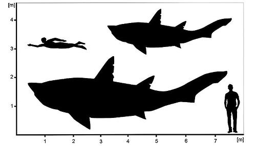 Hypothetische Silhouetten des ausgestorbenen Hais †Ptychodus zeigen die berechnete Minimal – und Maximalgröße des untersuchten Exemplars aus Spanien