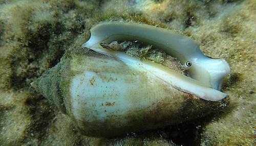 Tropische Flügelschnecke (Conomurex persicus), eine indopazifische Art, vor der israelischen Küste