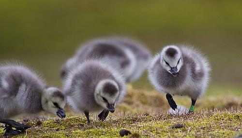 Gänsekücken Auf unkontaminierter Tundra grasende Nonnengansgössel in NyÅlesund, Spitzbergen, Norwegen